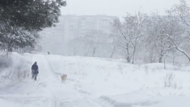 Лісова засніжена дорога, на якій жінка йде з собакою — стокове відео