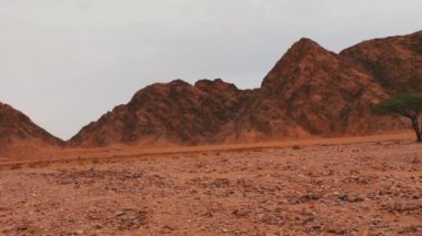Kırmızı çöl yatay Sinai Dağları