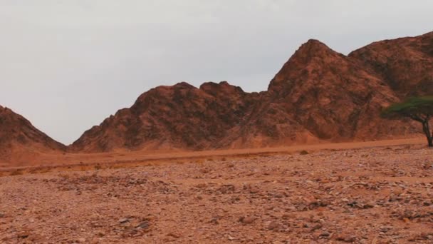 Rood woestijnlandschap van de Sinai bergen — Stockvideo