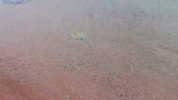 Stingray zwemt langs de kust van de Egyptische Rode Zee — Stockvideo