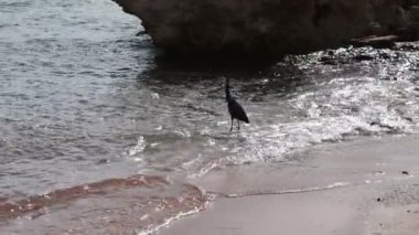 Sea bird kıyıda bir balık yakalamak