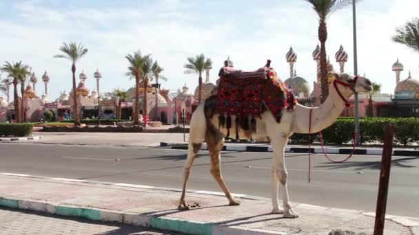 沙姆沙伊赫埃及-2016 年 11 月 30 日︰ 一名男子与一只骆驼走在街上 — 图库视频影像