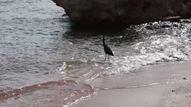 Морская птица ловит рыбу на берегу — стоковое видео