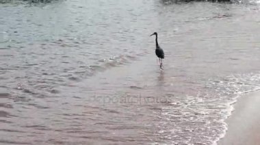 Sea bird kıyıda bir balık yakalamak