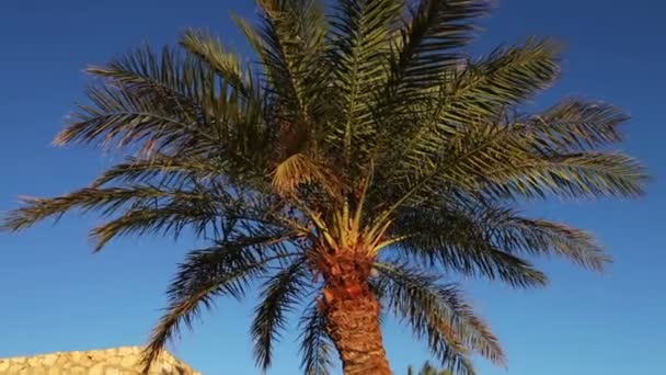 Palmy v Egyptě proti modré obloze — Stock video