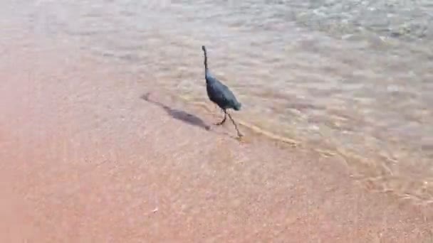 Sea bird att fånga en fisk på stranden — Stockvideo