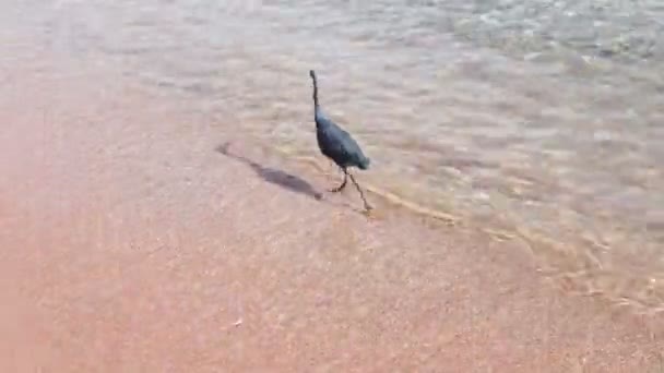 Seevögel fangen einen Fisch am Ufer — Stockvideo