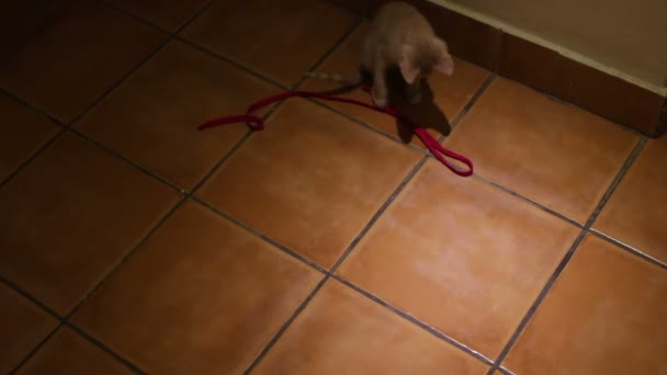 Mooi klein grijs kitten gespeeld op de vloer — Stockvideo