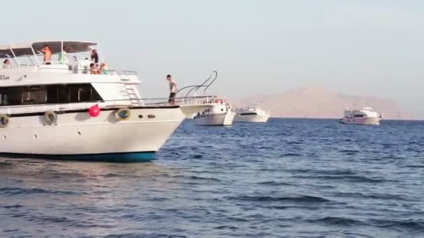 Sharm el-Sheikh, Sharks Bay, Egitto - 30 novembre 2016: tanti splendidi yacht bianchi sulla riva — Video Stock