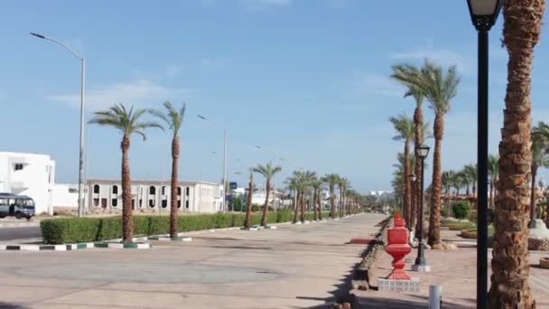 Gata med palmer i Egypten — Stockvideo