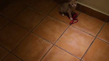 oldukça küçük gri kedi yerde oynadı