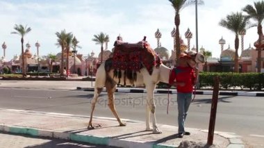 Sharm el-Sheikh, Mısır - 30 Kasım 2016: bir adam bir deve ile Royal'deyim girer