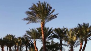 Mavi gökyüzü karşı Mısır'daki palmiye ağaçları