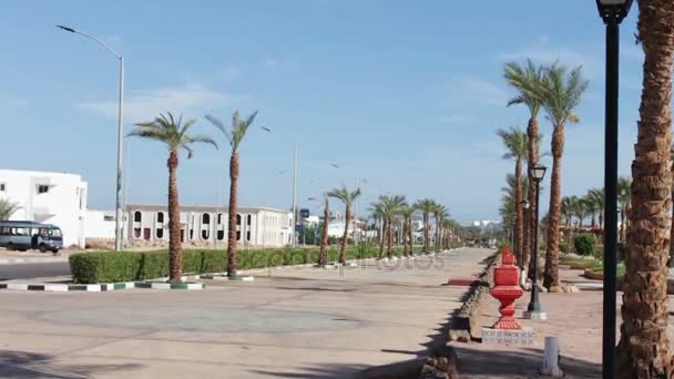 Вулиця з пальмами в Єгипті — стокове відео