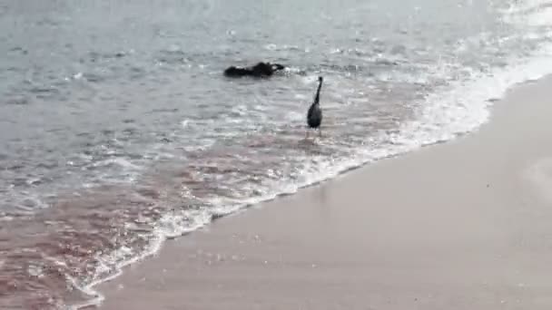 Sea bird catching a fish on the shore — Stock Video
