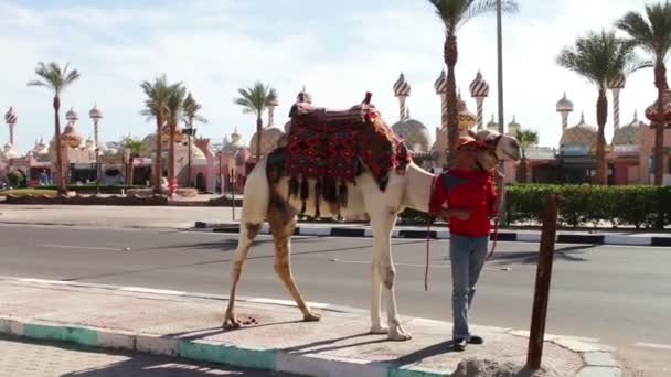 Charm el-Cheikh, Égypte - 30 novembre 2016 : un homme avec un chameau marche au piquet — Video