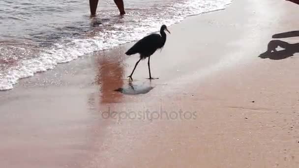 Seevögel fangen einen Fisch am Ufer — Stockvideo