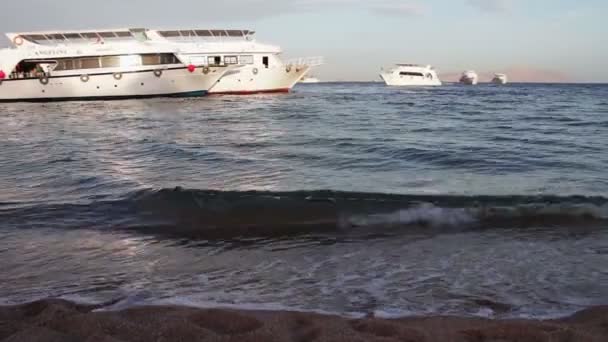 Sharm el-Sheikh, Sharks Bay, Egitto - 30 novembre 2016: tanti splendidi yacht bianchi sulla riva — Video Stock