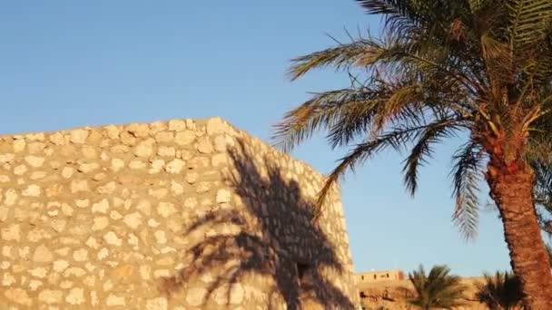 Mavi gökyüzü karşı Mısır'daki palmiye ağaçları — Stok video