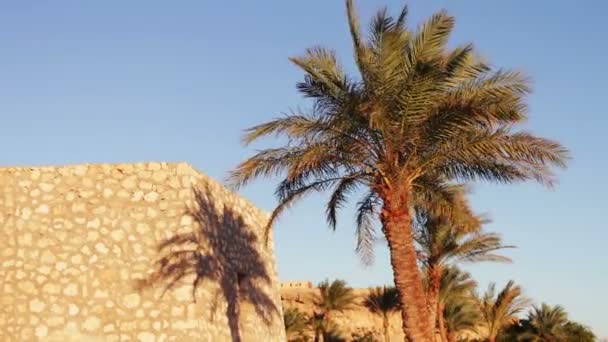 Пальми в Єгипті проти синього неба — стокове відео