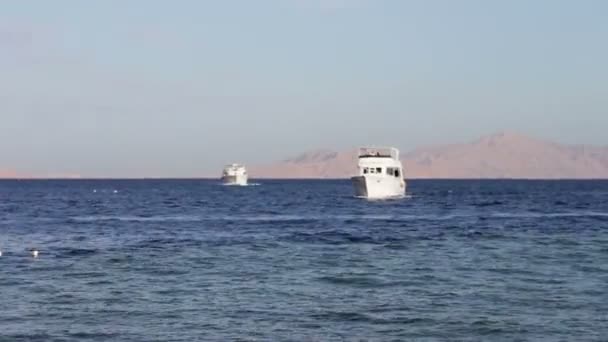 Sharm el-Sheikh, Sharks Bay, Egypte beaucoup beau yacht blanc — Video