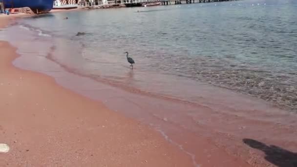 Pájaro marino capturando un pez en la orilla — Vídeos de Stock