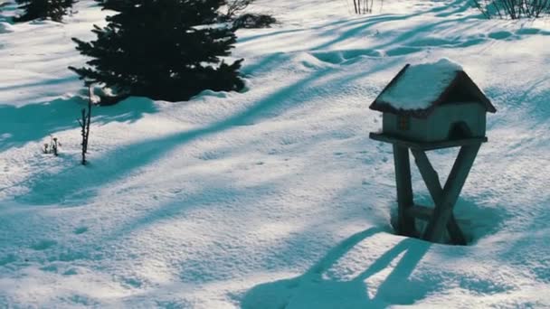 Mangeoire pour oiseaux dans le parc d'hiver — Video