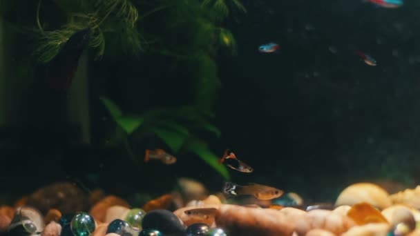 Många vackra färgglada fiskar med långa voile svansar och fint i hemmet akvarium. — Stockvideo