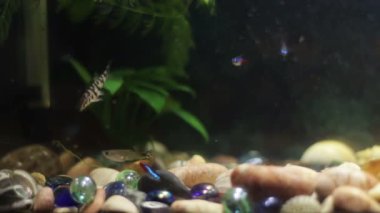 Çok güzel renkli balık uzun voile kuyrukları ve güzel içinde ev akvaryum.