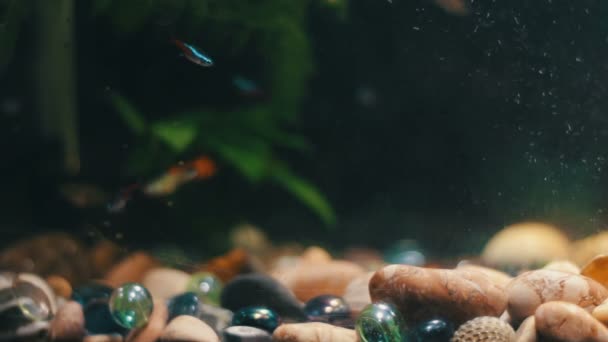 Muchos peces hermosos coloridos con largas colas voile y fino en el acuario de casa . — Vídeos de Stock