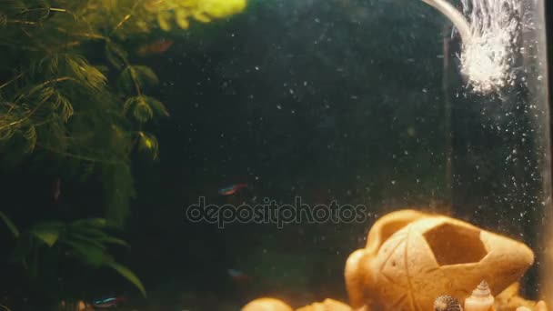 Vele mooie kleurrijke vissen met lange voile staarten en boete in de home aquarium. — Stockvideo