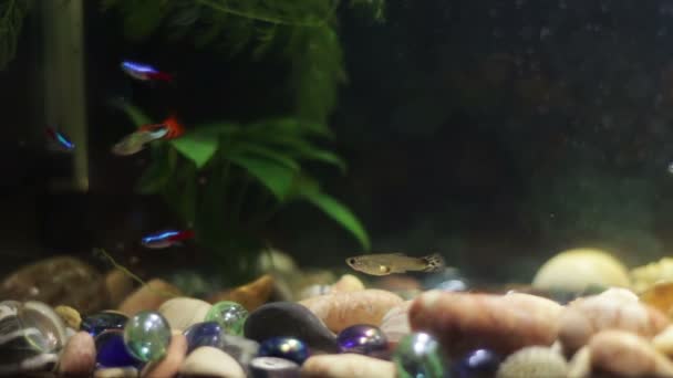 Vele mooie kleurrijke vissen met lange voile staarten en boete in de home aquarium. — Stockvideo