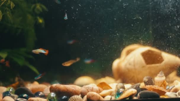 Beaucoup de beaux poissons colorés avec de longues queues voile et fine dans l'aquarium à la maison . — Video