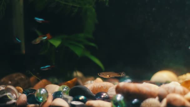 Mnoho krásných barevných ryb s dlouhou voile ocásky a pokuty v doma akvárium. — Stock video