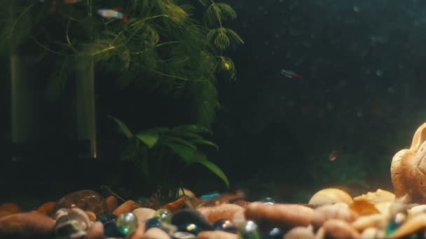 Muchos peces hermosos coloridos con largas colas voile y fino en el acuario de casa . — Vídeos de Stock