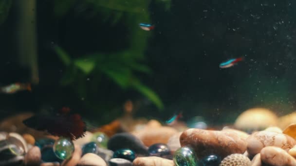 Många vackra färgglada fiskar med långa voile svansar och fint i hemmet akvarium. — Stockvideo