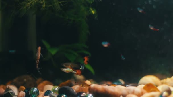 Beaucoup de beaux poissons colorés avec de longues queues voile et fine dans l'aquarium à la maison . — Video