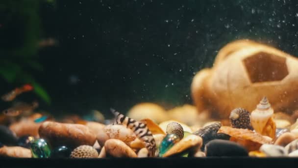 Many beautiful colourful fish with long voile tails and fine in home aquarium. — Stock Video