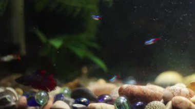 Çok güzel renkli balık uzun voile kuyrukları ve güzel içinde ev akvaryum.