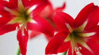 Bir tencerede güzel kırmızı lilyum Odaya çiçek