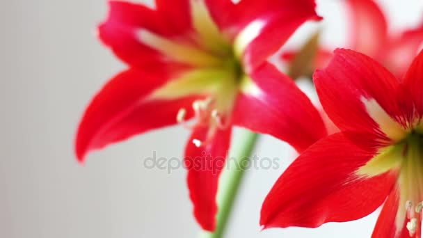 Hermosos lirios rojos en una olla floreció en la habitación — Vídeo de stock