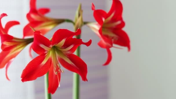 Schöne rote Lilien in einem Topf blühten im Zimmer — Stockvideo