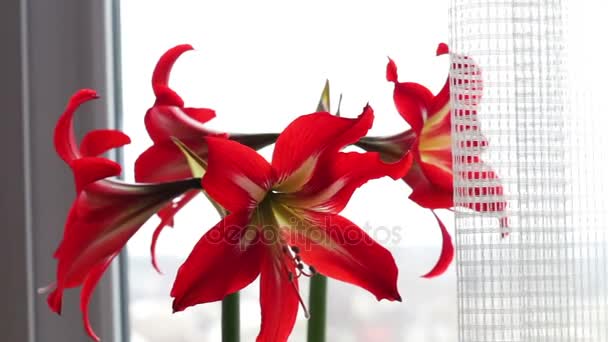 Beautiful red lilies in a pot blossomed in the room — Stock Video