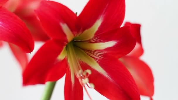 Beaux lis rouges dans un pot fleuri dans la chambre 