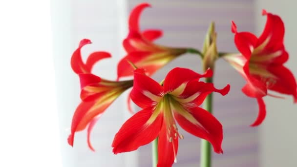 Hermosos lirios rojos en una olla floreció en la habitación — Vídeo de stock