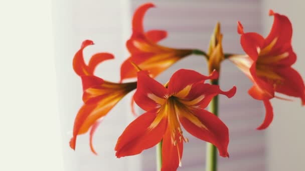 Beaux lis rouges dans un pot fleuri dans la chambre 