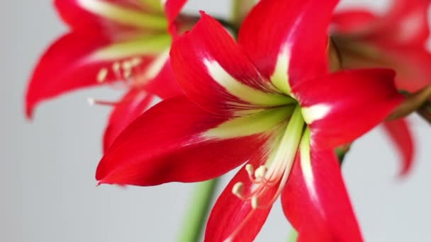 Beaux lis rouges dans un pot fleuri dans la chambre 