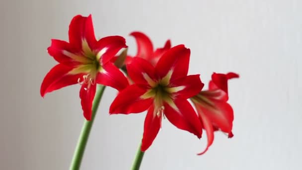 Beaux lis rouges dans un pot fleuri dans la chambre 