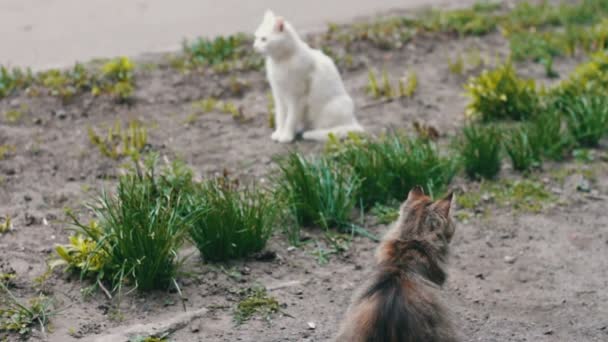 Безпритульні коти раніше в траві — стокове відео
