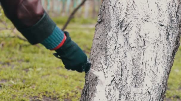 Whitewash bomen in de lente seizoen — Stockvideo